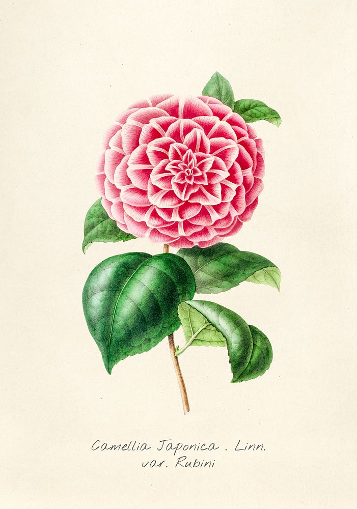Antique illustration of Camellia japonica. linn. var. rubini
