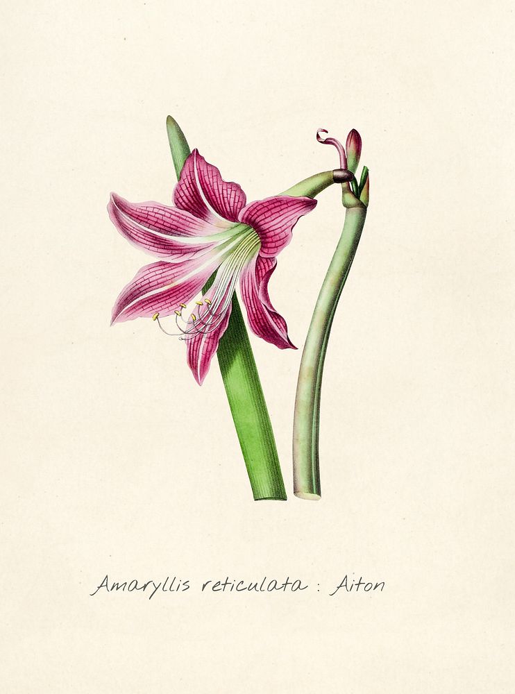 Antique illustration of Amaryllis reticulata aiton 