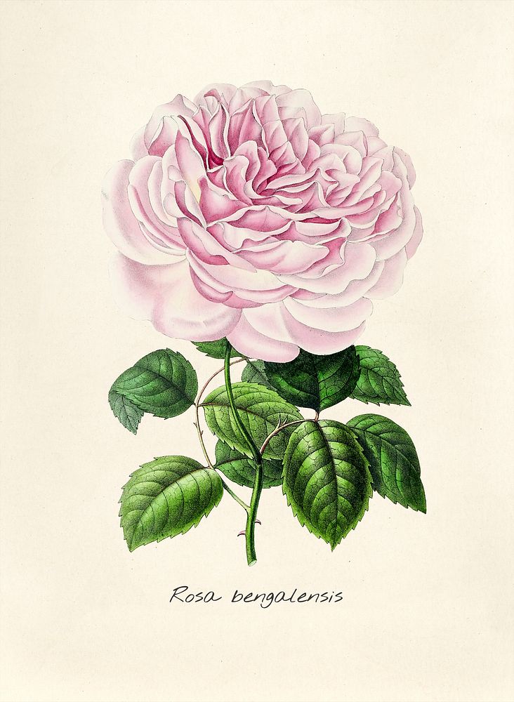 Antique illustration of Rosa bengalensis