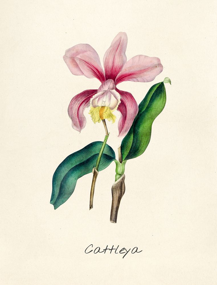 Antique illustration of Cattleya