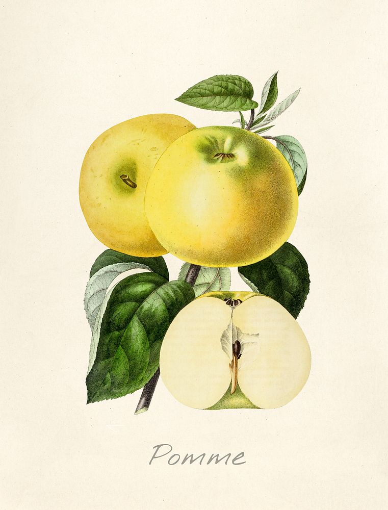 Antique illustration of pomme