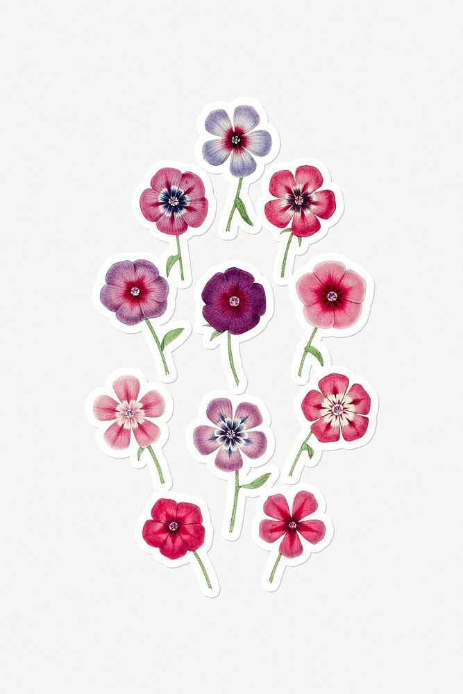 Hand drawn colorful phlox flower sticker with a white border set