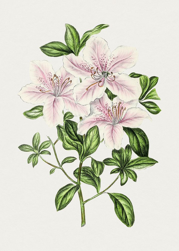 Antique illustration of Azalca icdifolia dec var versicolor 