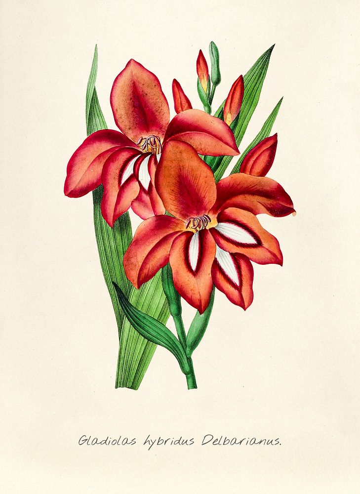 Antique illustration of Gladiolas hybridus delbarianus