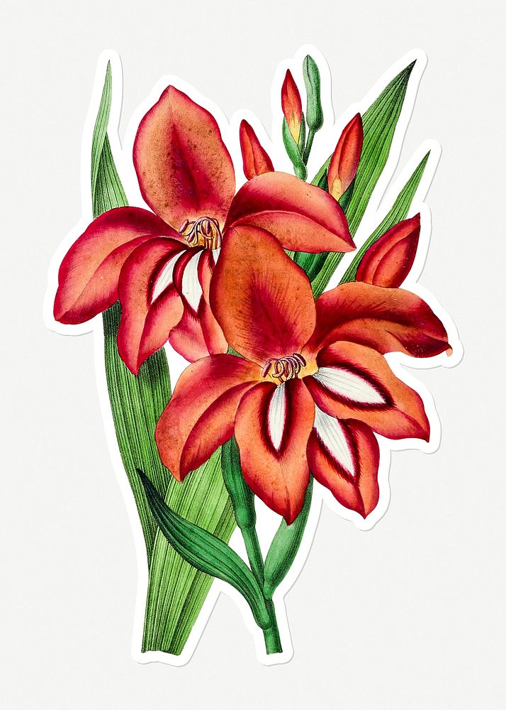 Hand drawn orange gladiolus flower sticker with a white border
