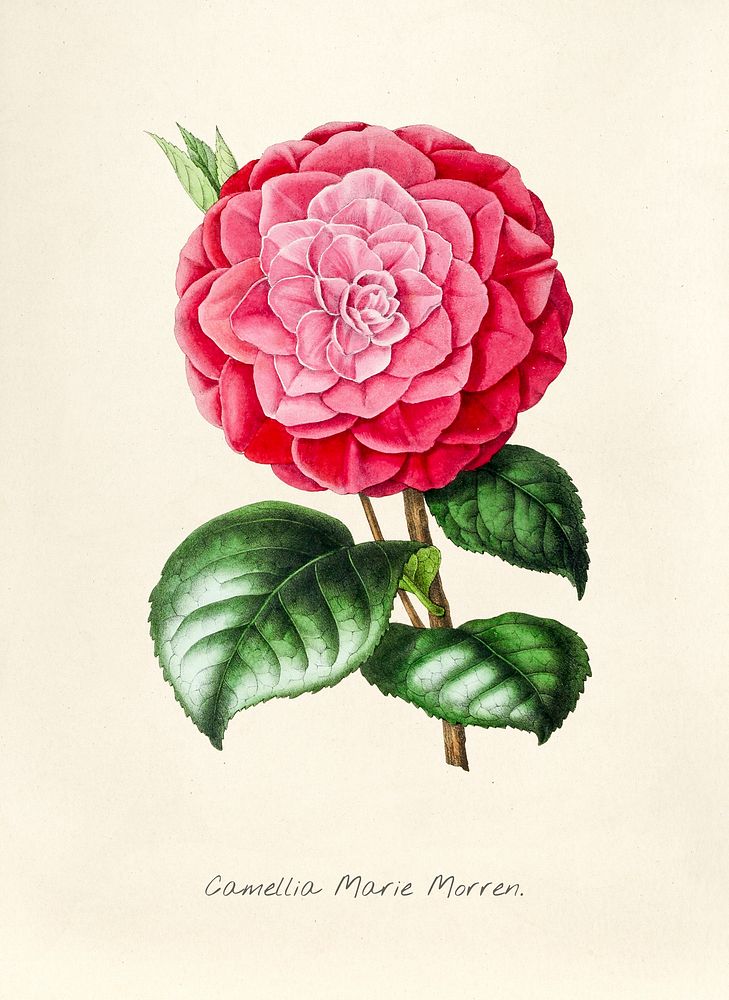 Antique illustration of Camellia marie morren