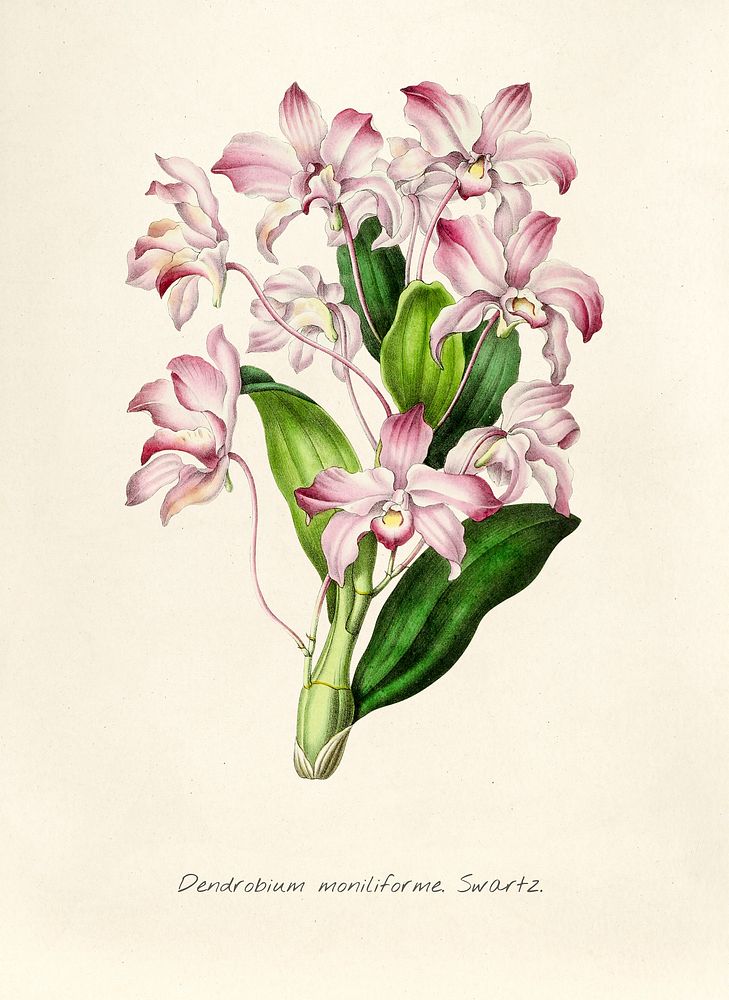 Antique illustration of Dendrobium moniliforme swartz