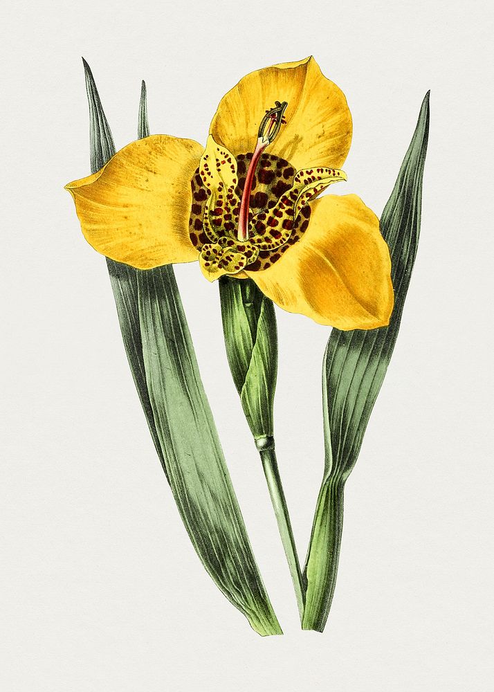 Antique illustration of Tigridia conchiflora var watkinsoni