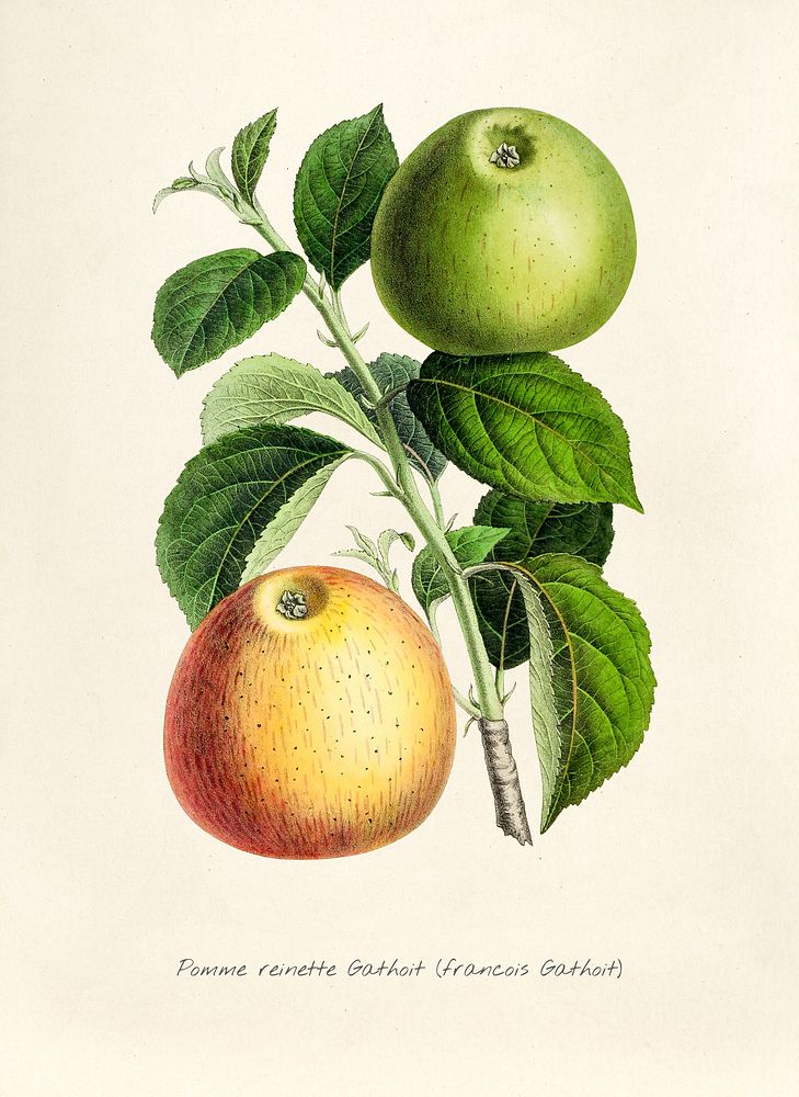 Antique illustration of Pomme reinette gathoit francois gathoit