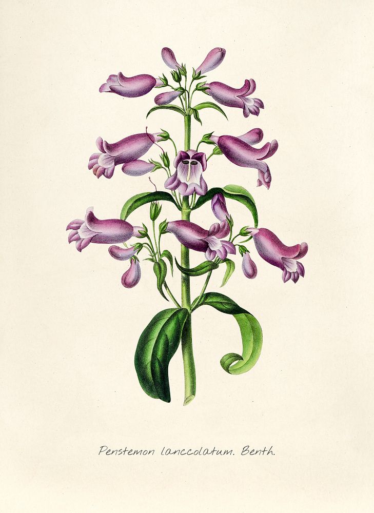 Antique illustration of Penstemon lanccolatum benth