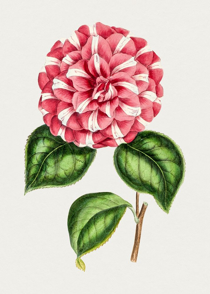 Antique illustration of Camellia queen victoria
