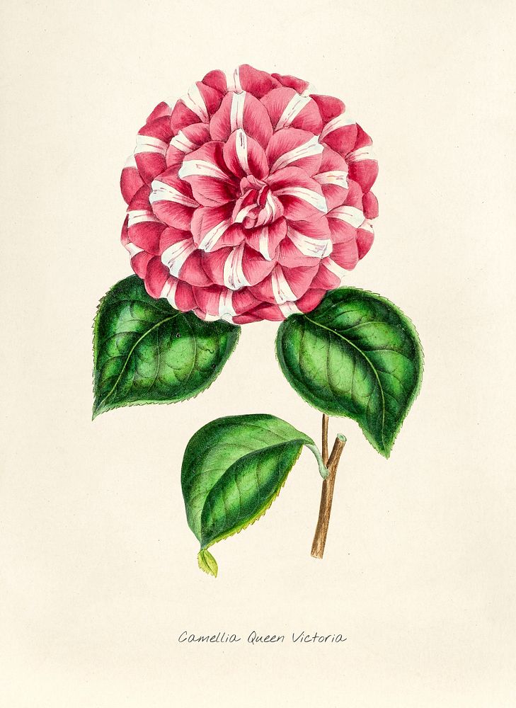 Antique illustration of Camellia queen victoria