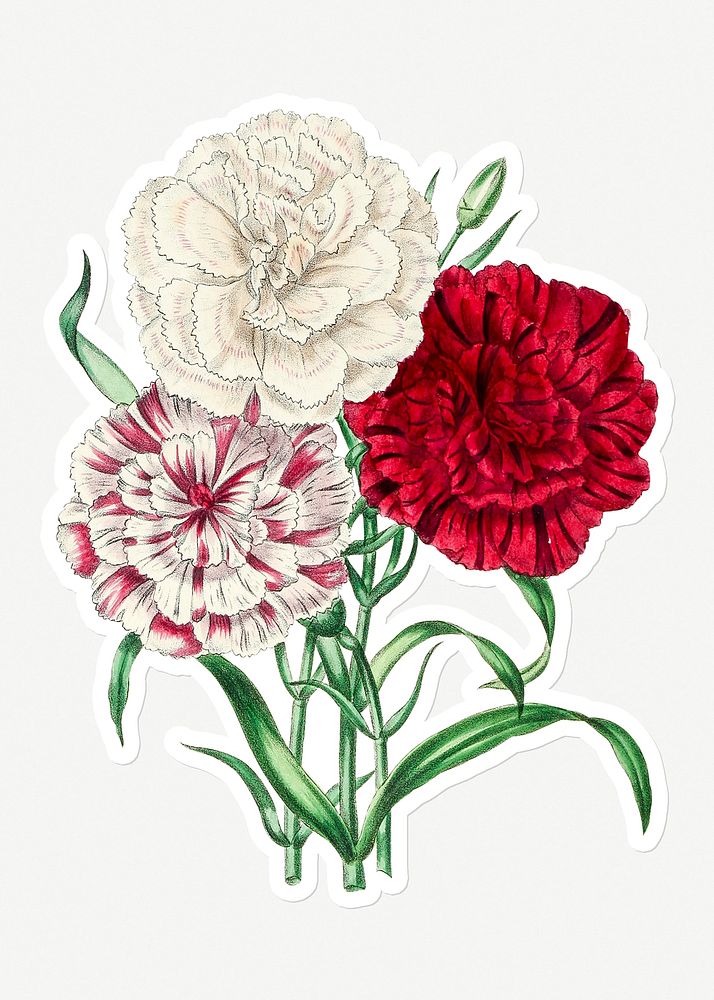 Hand drawn dianthus flowers sticker with a white border