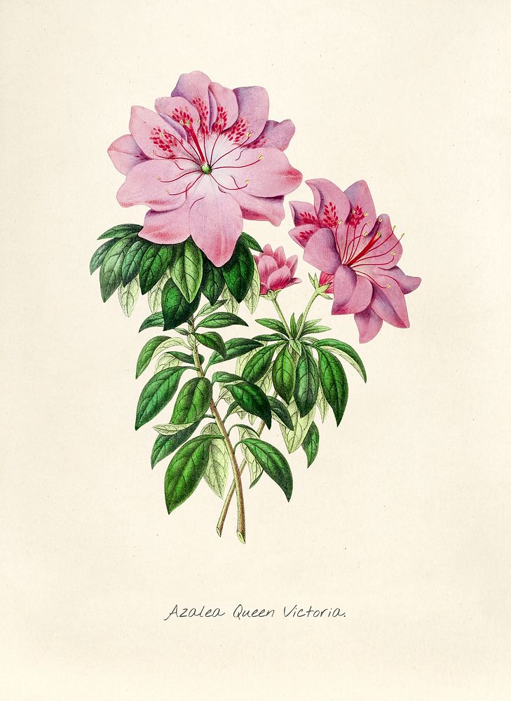 Antique illustration of Azalea queen victoria