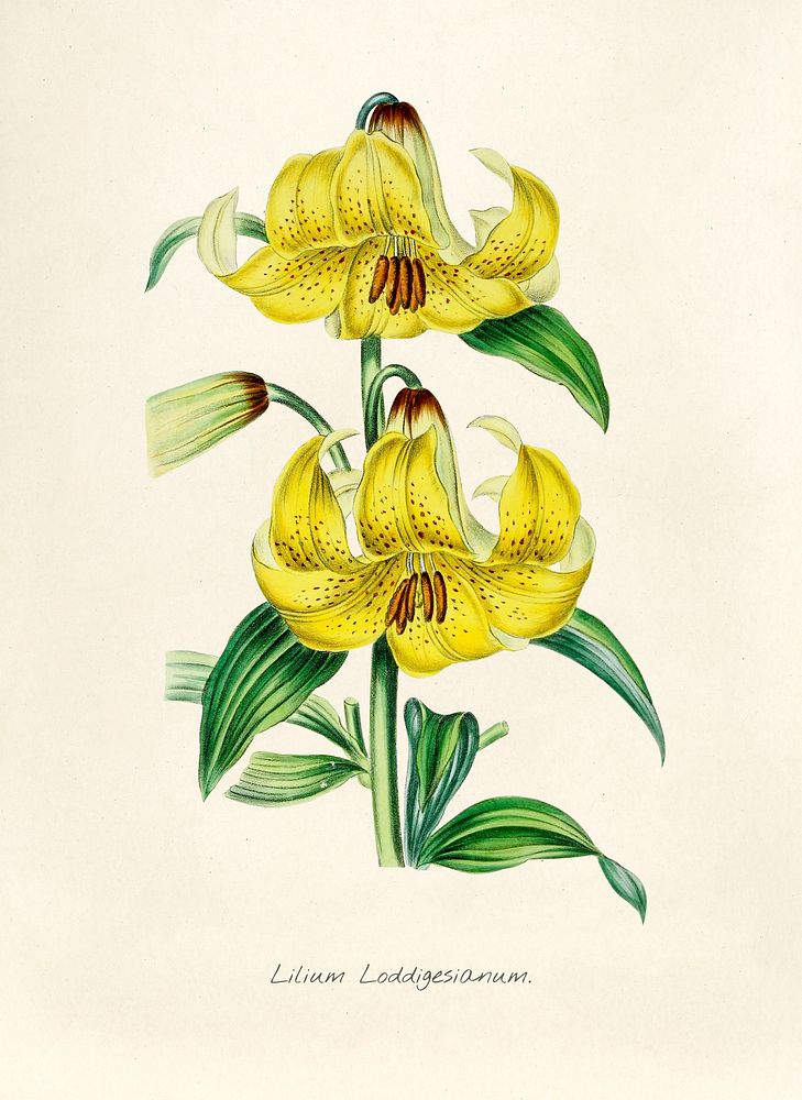 Antique illustration of Lilium loddigesianum
