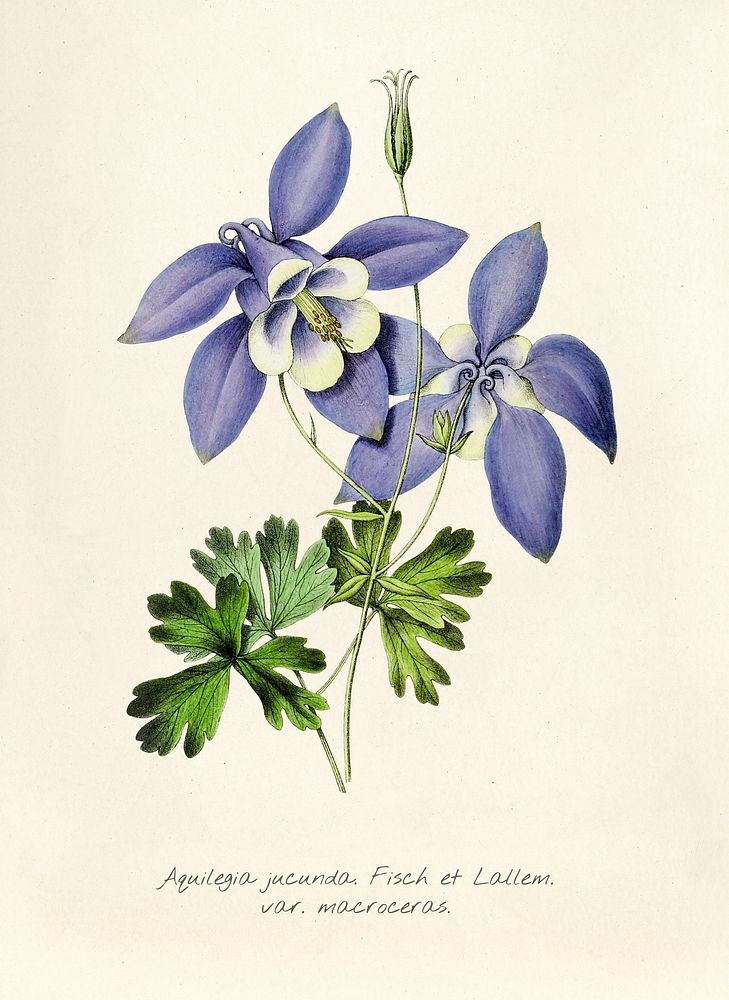 Antique illustration of Aquilegia jucunda fisch et lallem var macroceras