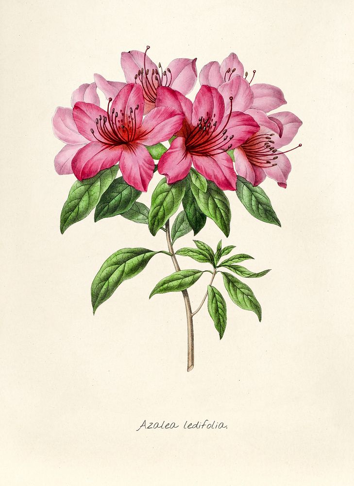 Antique illustration of Azalea ledifolia