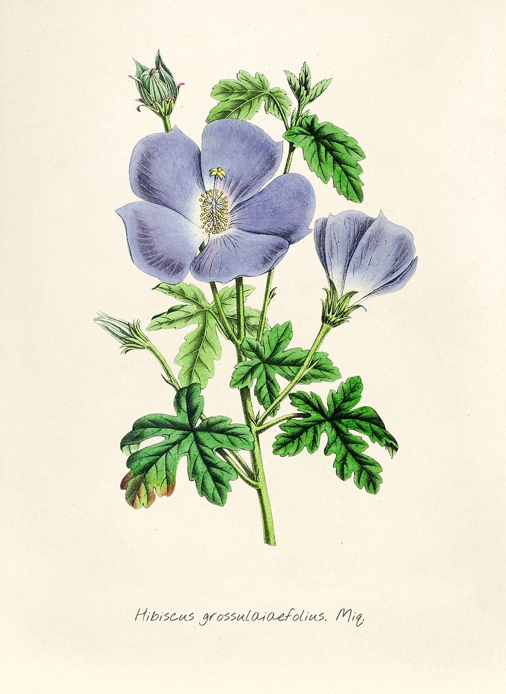 Antique illustration of Hibiscus grossulaiaefolius miq