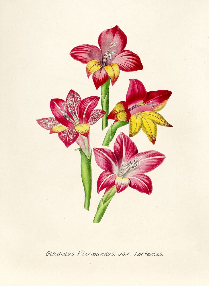 Antique illustration of Gladiolus floridundus var hortenses
