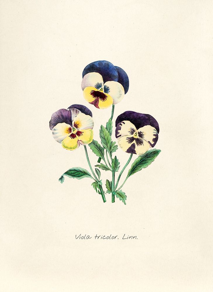 Antique illustration of Viola tricolor linn