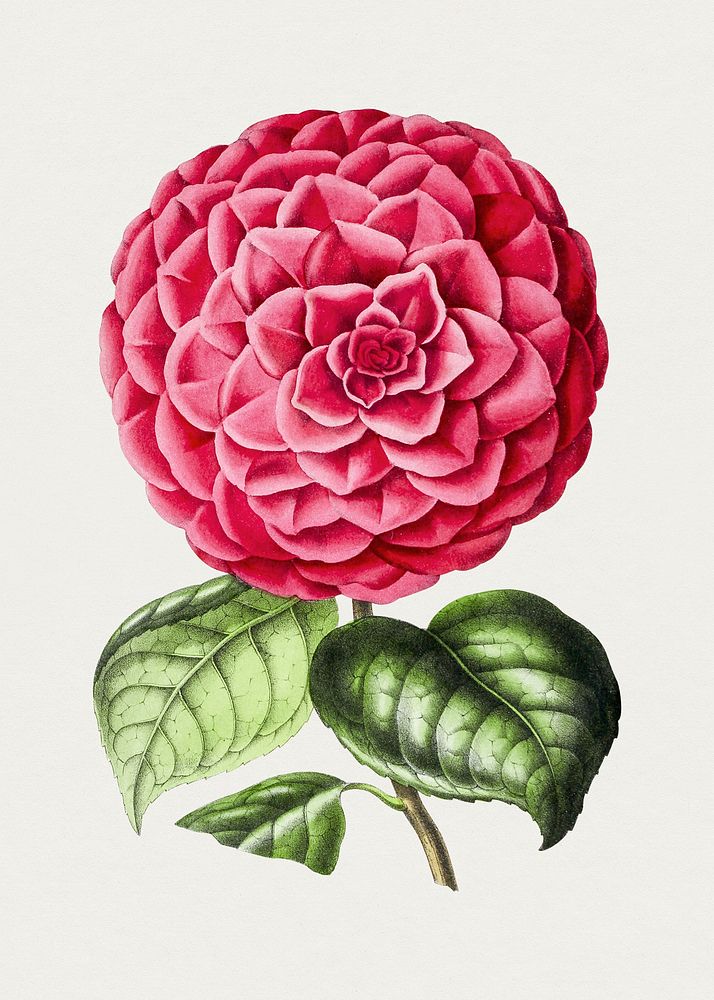 Antique illustration of Camellia japonica linn var mathotiana