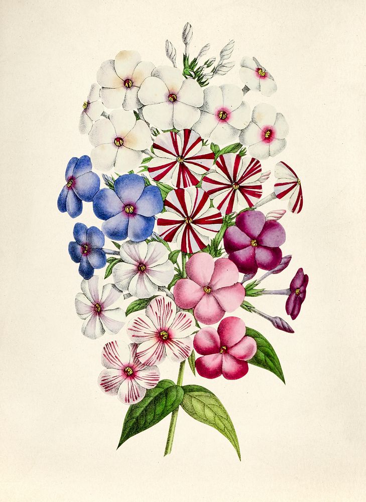 Antique illustration of flowers isolated on background