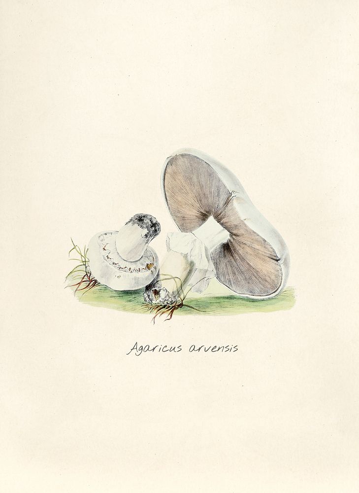 Antique illustration of Agaricus Arvensis
