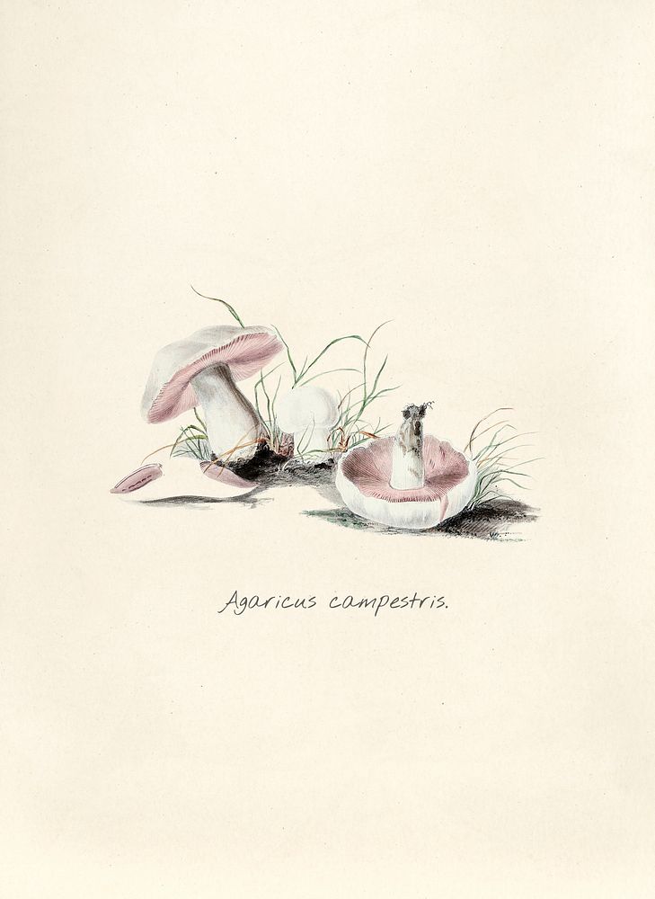 Antique illustration of Agaricus Campestris