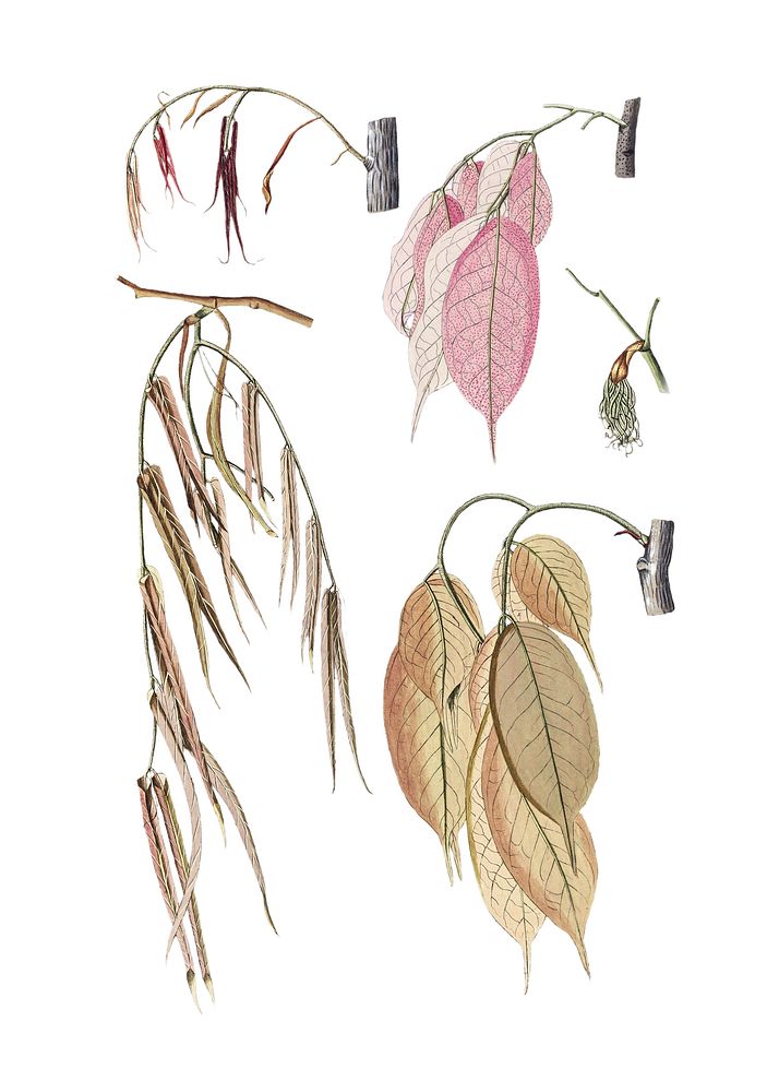 Antique illustration of brownea capitella