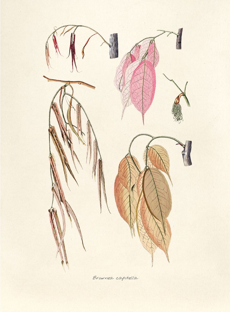 Antique illustration of brownea capitella