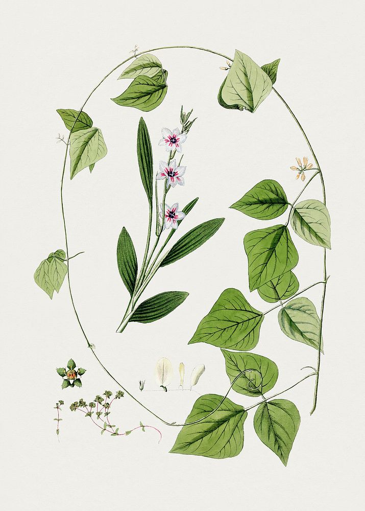 Antique illustration of Floral