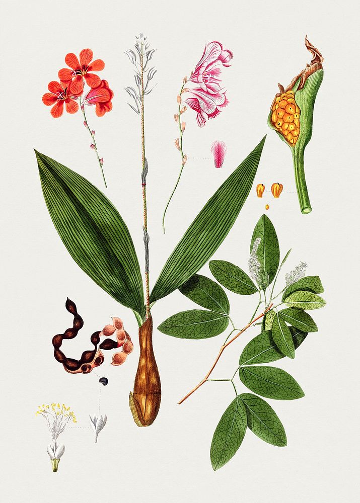 Antique illustration of floral