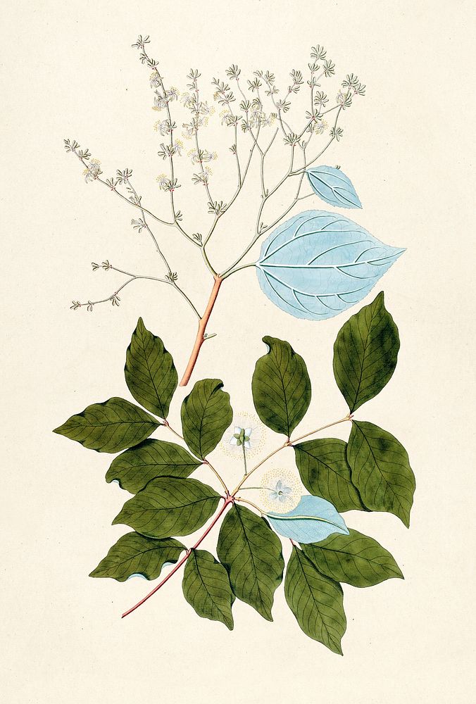 Antique illustration of Heliocarpus americanus L.