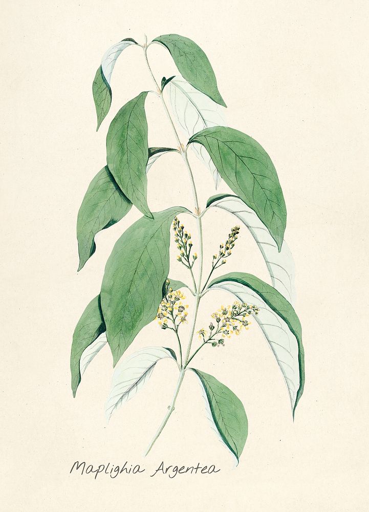 Antique illustration of Maplighia Argentea