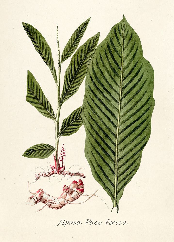 Antique illustration of Alpinia Paco Feroca