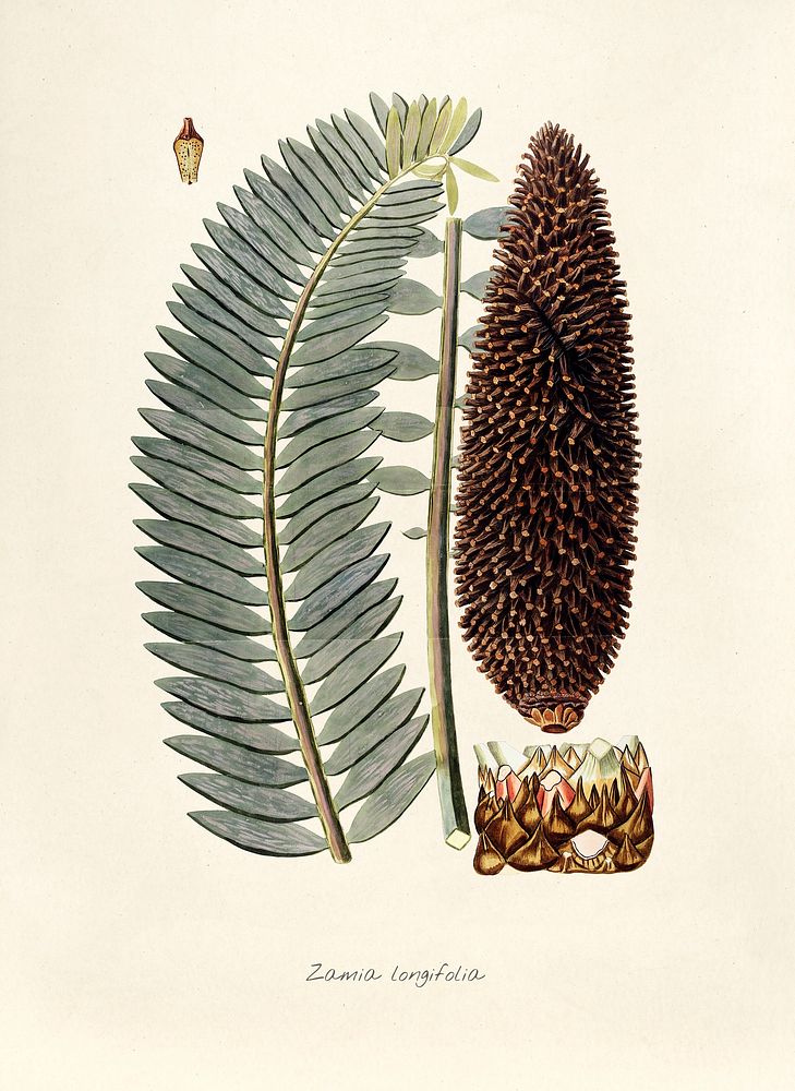 Antique illustration of Zamia Longifolia