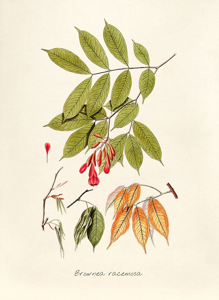 Antique illustration of Brownea Racemosa
