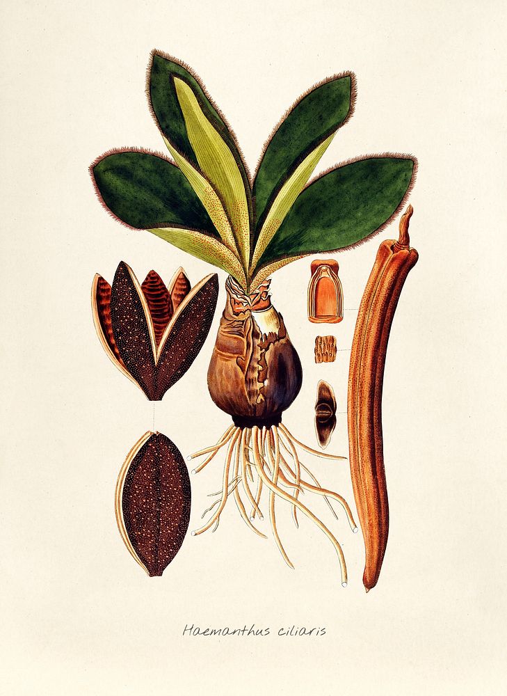 Antique illustration of Haemanthus Ciliaria