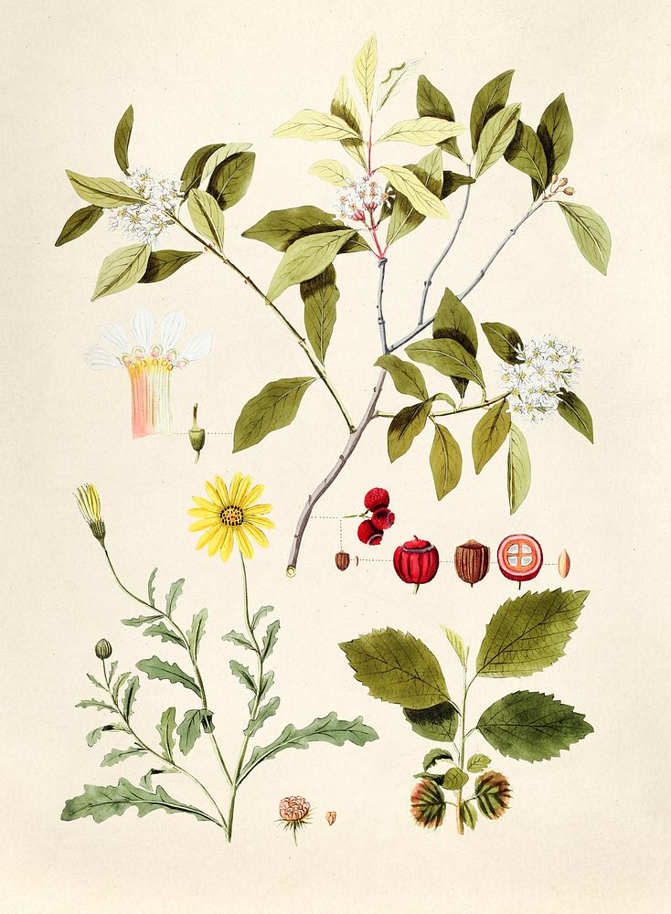 Antique illustration of mixed floral