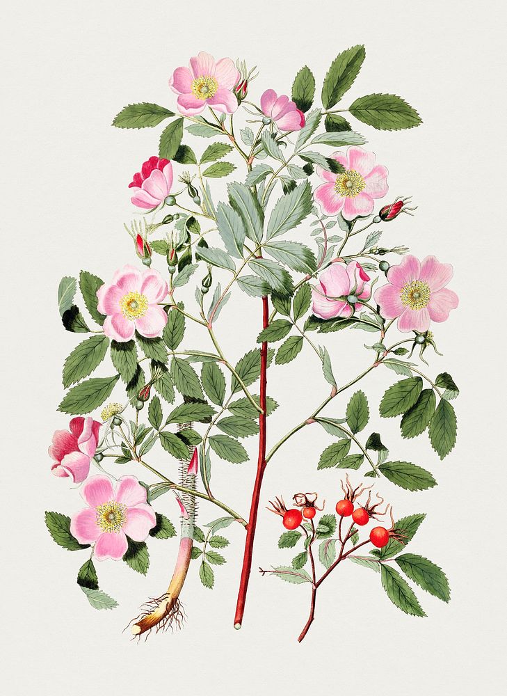 Antique illustration of Rosa Blanda