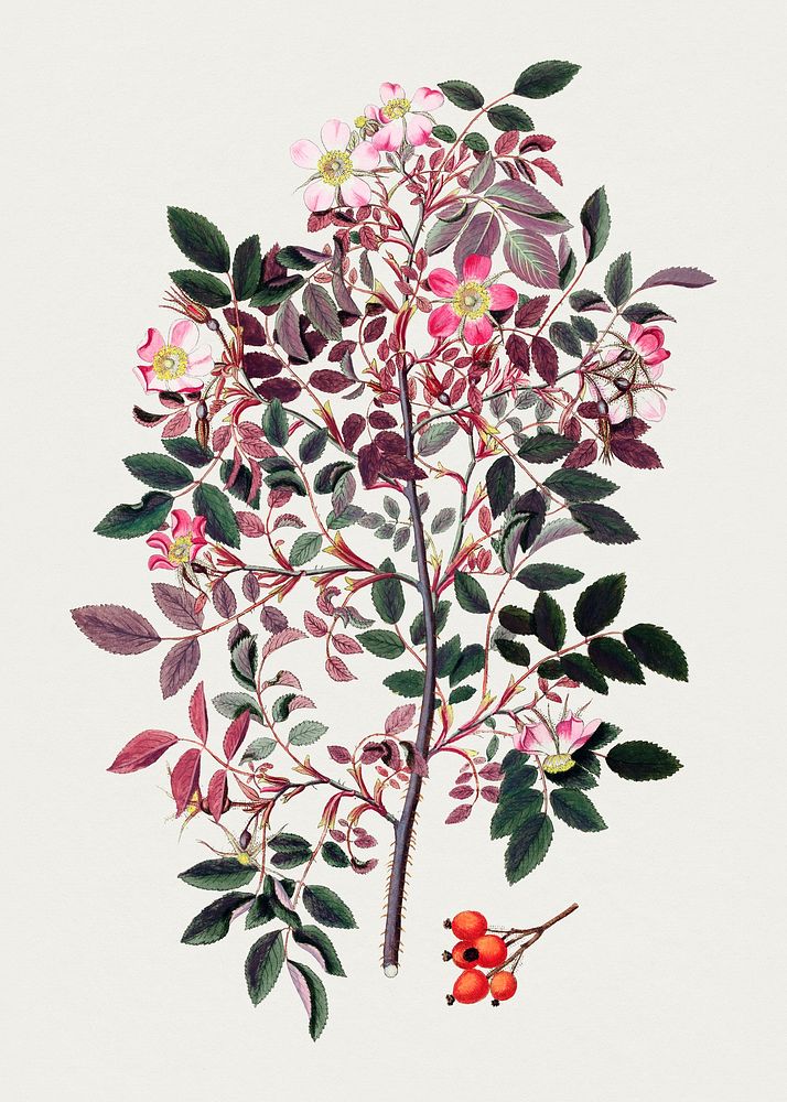 Antique illustration of Rosa Rubrifolia