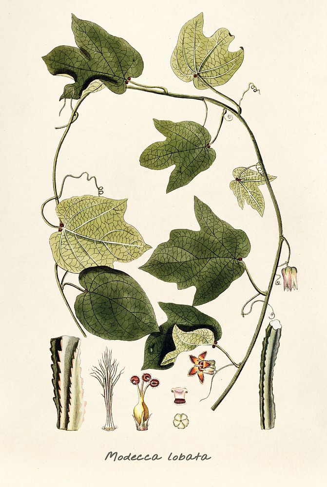 Antique illustration of winged bean plant