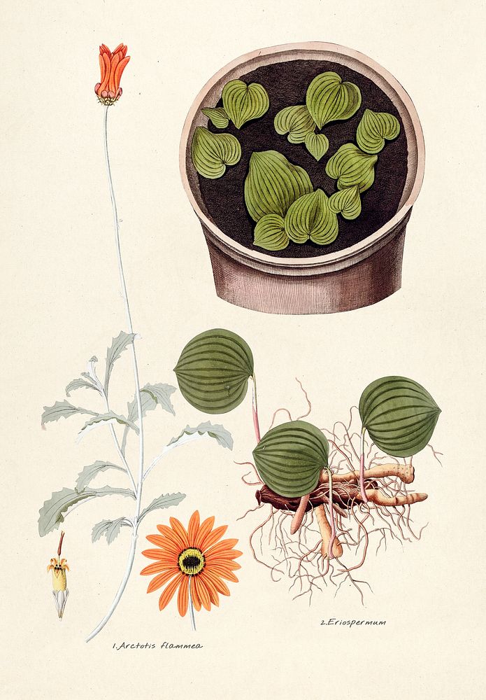 Antique illustration of Eriospermum Arctotis Flammea