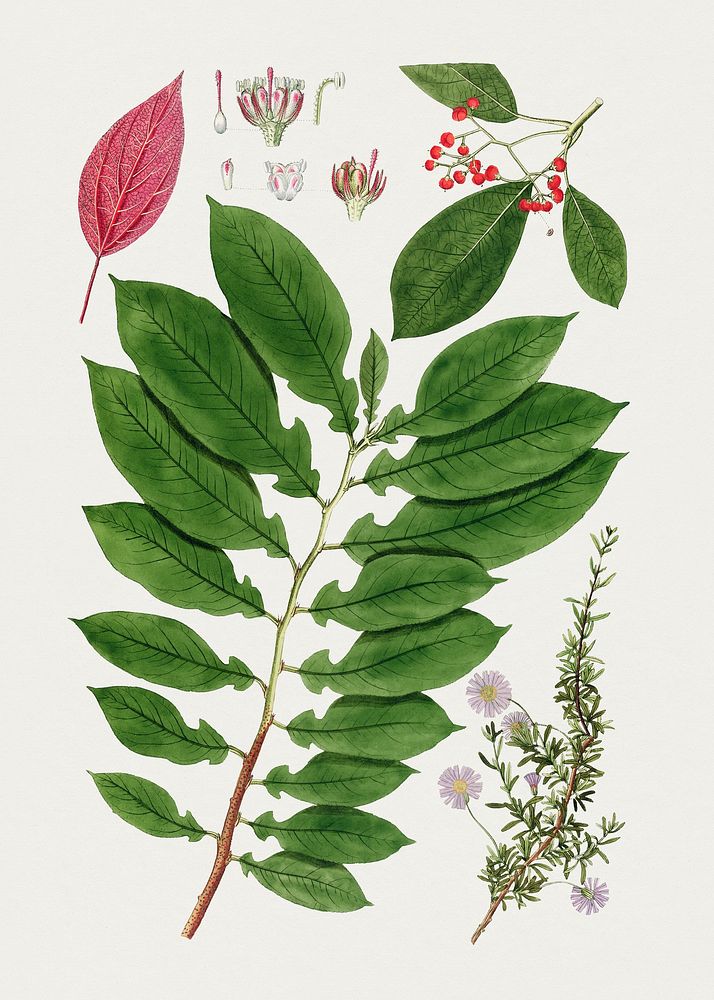 Antique illustration of Ehretia petiolaris Lam