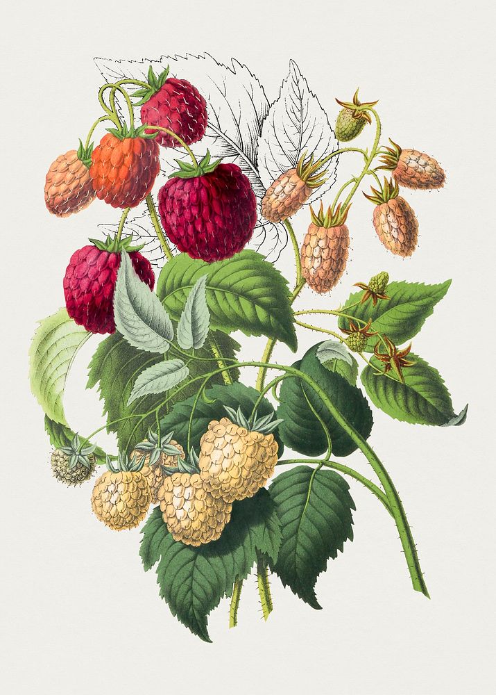Antique illustration of fraises