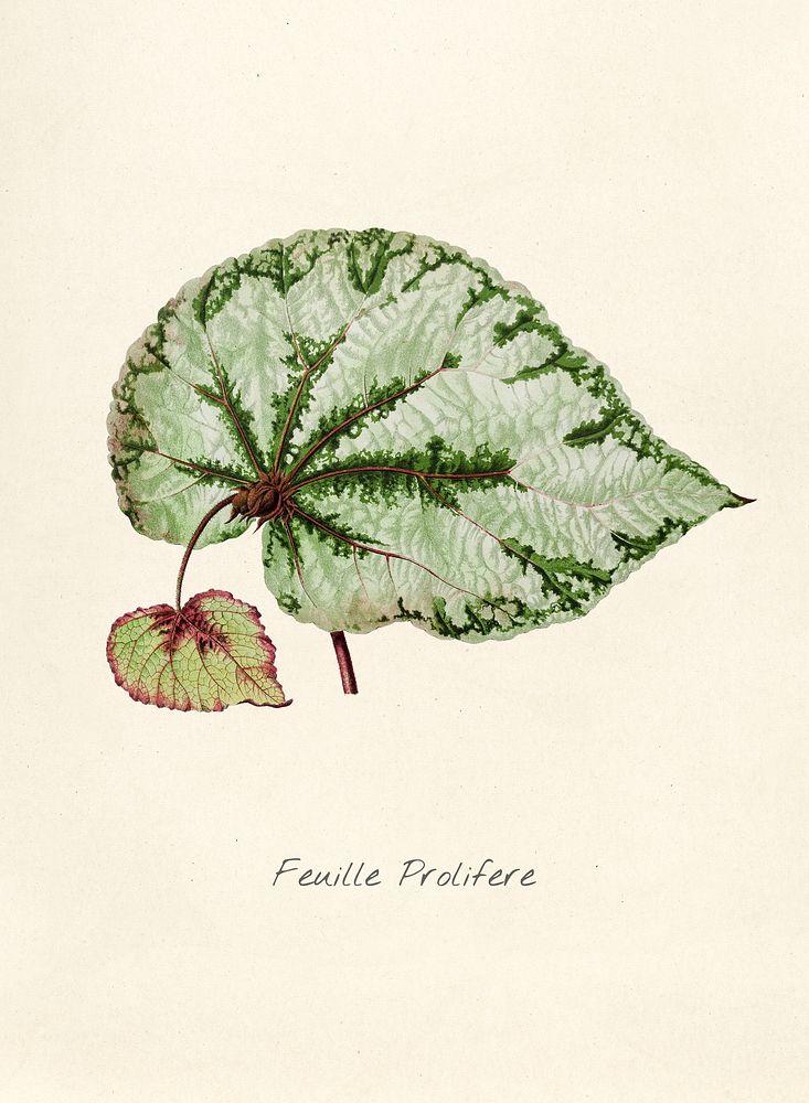 Antique illustration of feuille prolifere