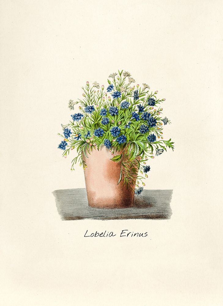 Antique illustration of lobelia erinus