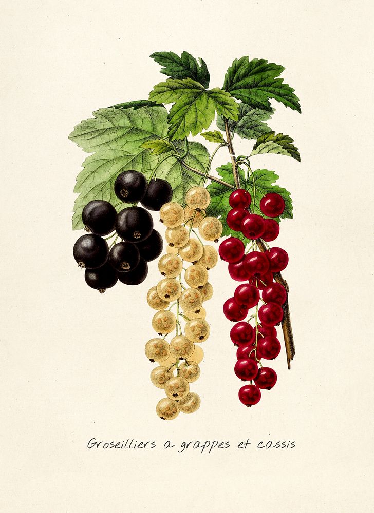 Antique illustration of groseilliers a grappes et cassis