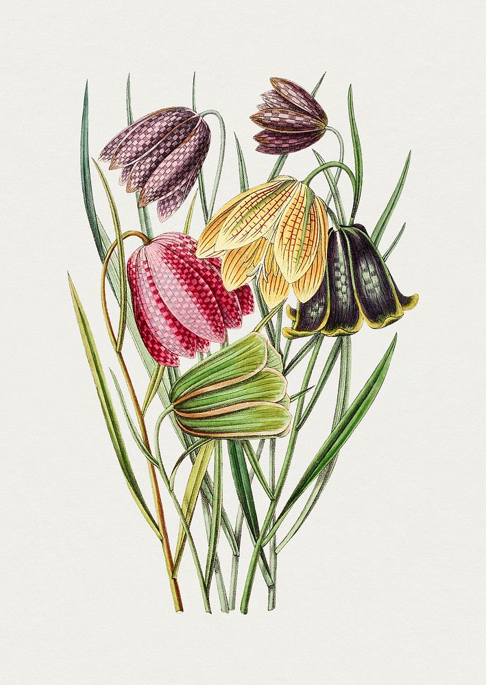 Antique illustration of fritillaria | Premium PSD Illustration - rawpixel