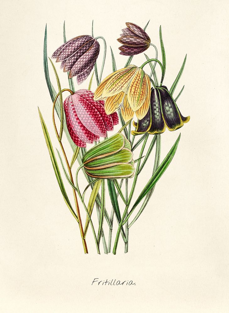 Antique illustration of fritillaria